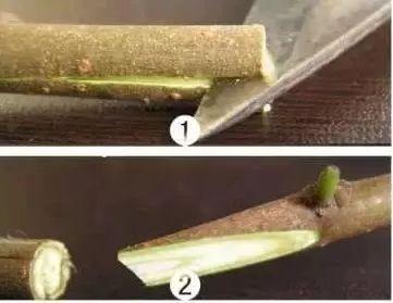 嫁接的：牙条怎样消毒？