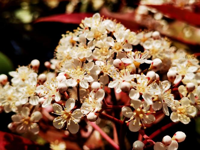 石楠花是什么味道 石楠花的花语是什么