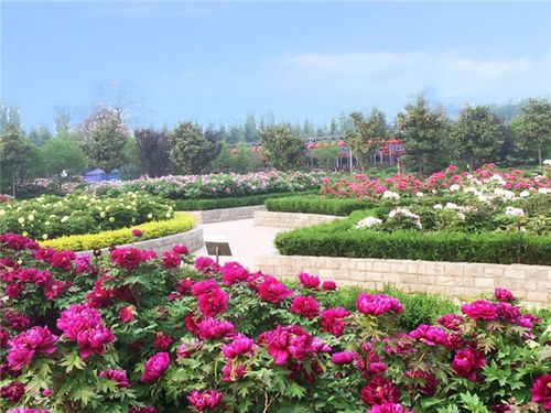 洛阳牡丹什么时候开花