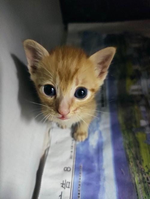 捡来的猫为什么不能养