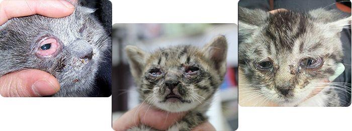 猫咪常见疾病及怎么治？