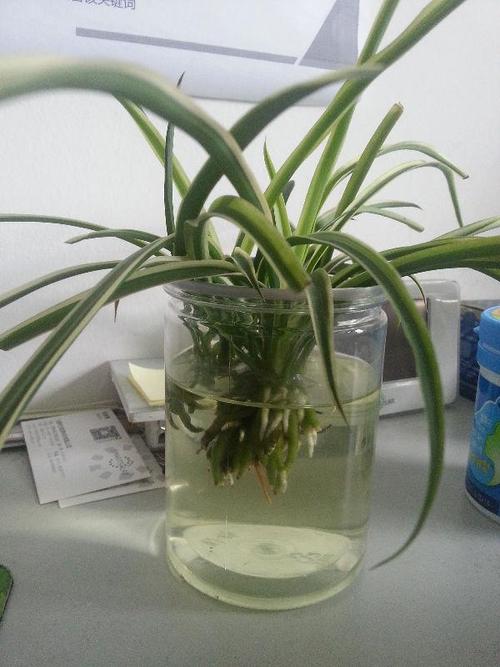 我们会用什么植物做些什么？