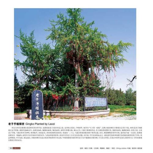 哪里求购银杏树