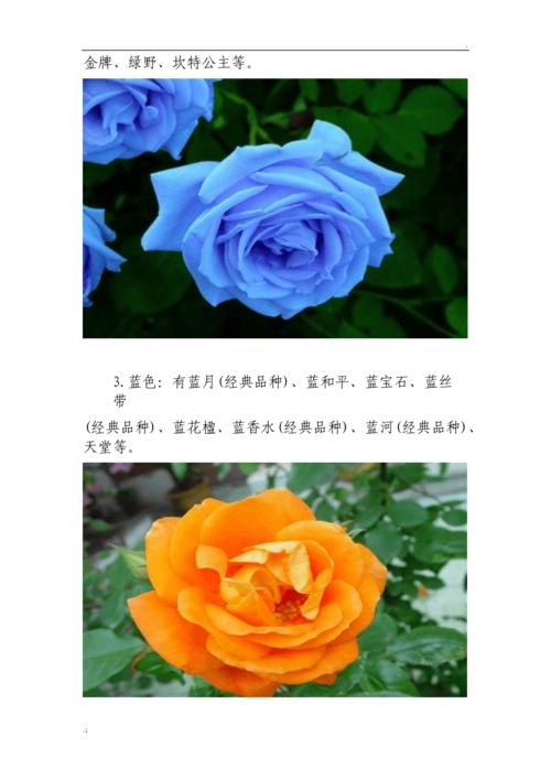 花的种类有哪些
