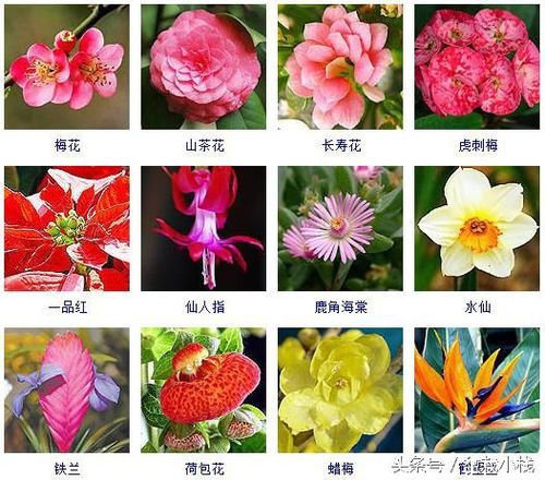 花有那些种类？