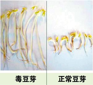 怎样鉴别有毒豆芽？