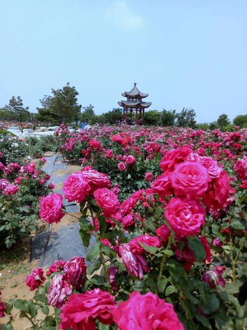 莱州月季花节的介绍
