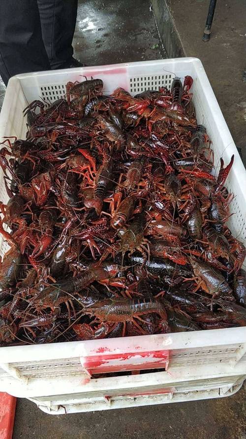 小龙虾批发哪里最便宜？