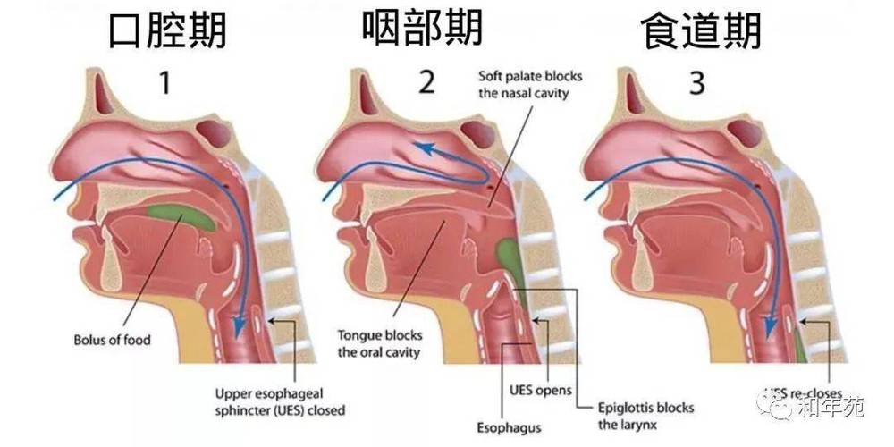 经常吞咽自己的口水有什么好处？