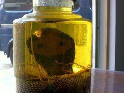 蛇酒有毒吗？