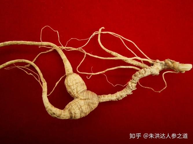 野山参的食用方法