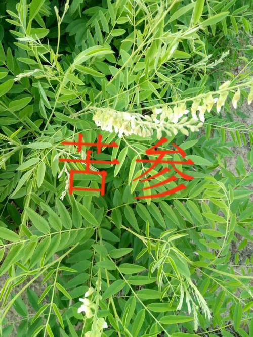 苦参种子的形态是怎样的？