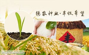 中国十大种子品牌