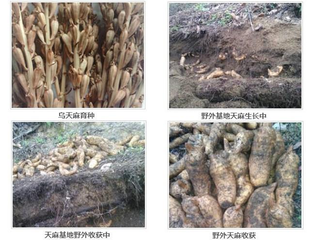 我想知道西安那有种植天麻的基地