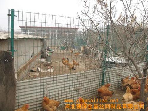 散养鸡用什么围网好