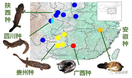中国娃娃鱼分布在哪些地区？