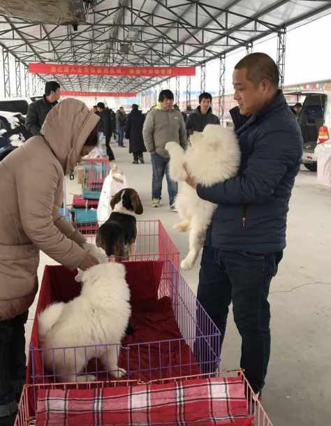 沈阳市有几个宠物市场