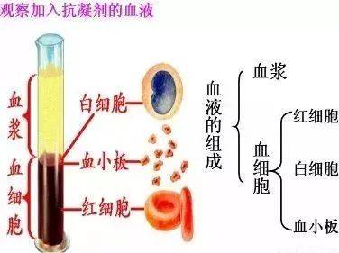 血液怎么分离出血浆、血清及淋巴细胞？