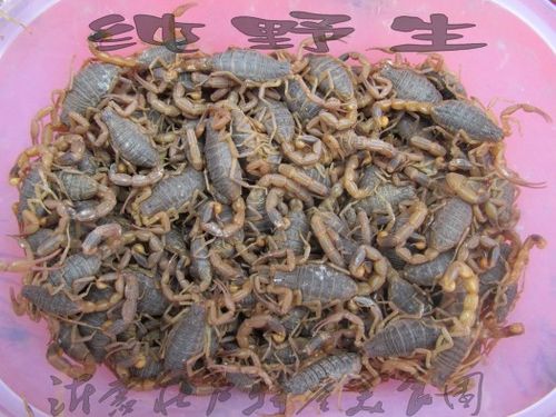 蝎子市场价