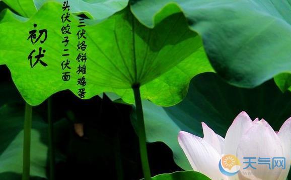 初伏从哪一天开始
