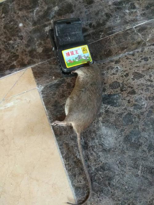 上海灭老鼠公司哪家比较好比较专业？