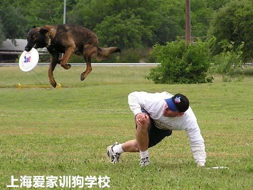 从训犬学校出来的狗狗主人感觉怎样？都是从天津哪家训练的？