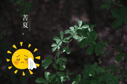 什么是苦夏？