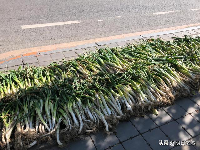 向钱葱的由来