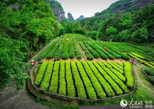 武夷山御茶园的历史。