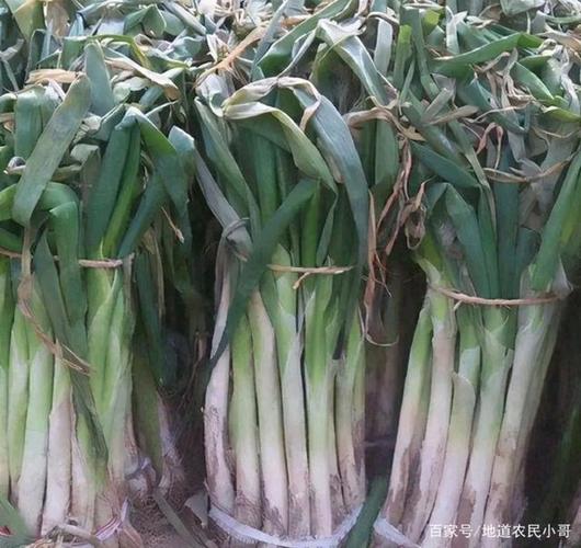 向钱葱的介绍