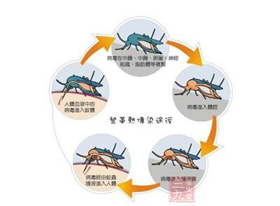 登革热，主要在广东那些地方传播？