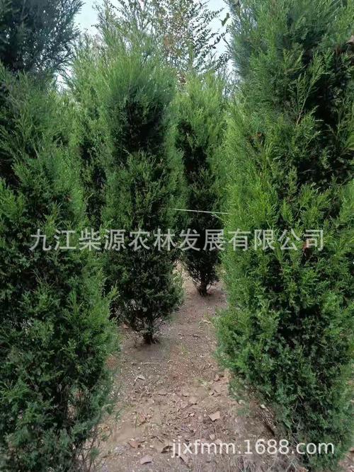 求购刺柏木材，不知哪里有