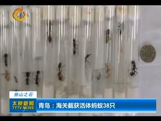 海关从进境邮件中截获活蚂蚁，这些蚂蚁会被如何处理？