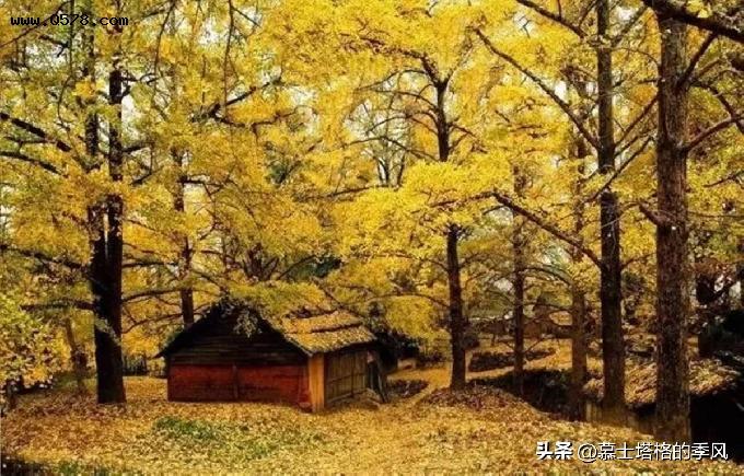 我国四大银杏集中产地分别在哪