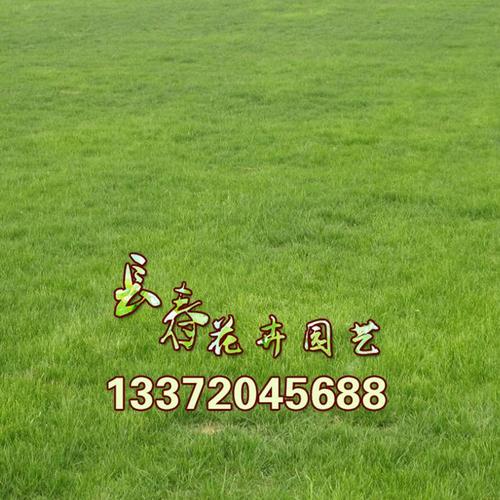 绿化草坪草籽价格大概多少钱一斤