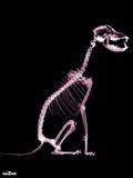 X-ray Dog的作品