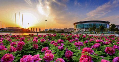 洛阳牡丹花会创办于什么时候