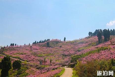 2021龙泉桃花节是几月几日