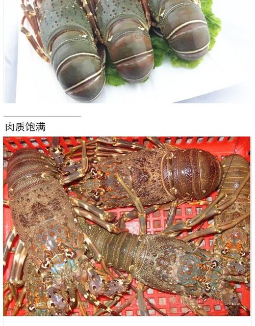 波士顿龙虾产地
