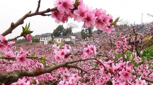 龙泉桃花节的介绍