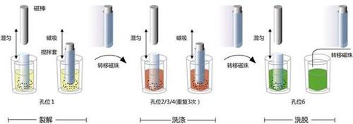核酸提取仪原理