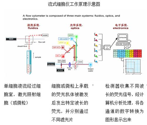 流式细胞分析术的工作原理