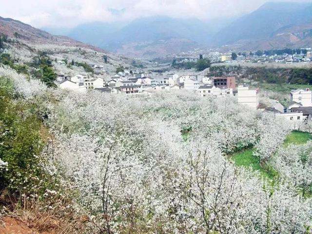 汉源梨花节一般什么时候举办 花期-观赏地