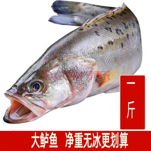 鲈鱼多钱一斤多少
