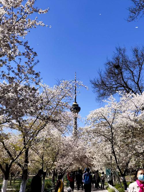 北京玉渊潭公园的樱花节通常都是什么时候啊？