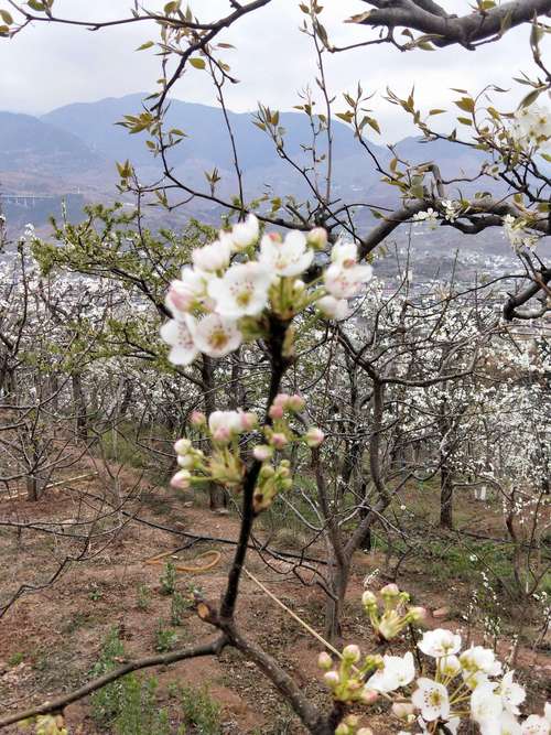 2022雅安汉源梨花节清明还有花吗