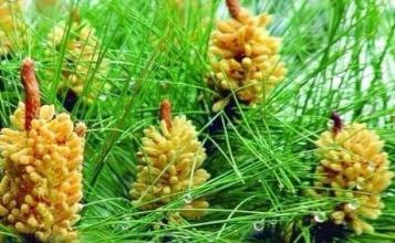 松花粉怎么吃效果最好