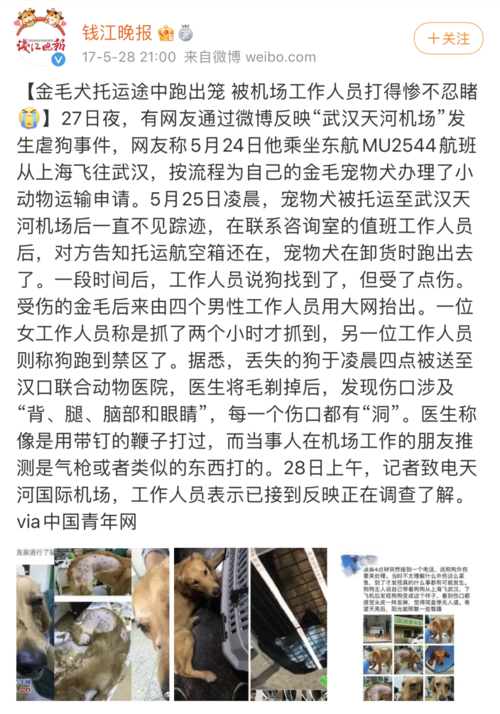 广西一大学生网络售卖虐杀动物视频，此事带来了哪些影响？
