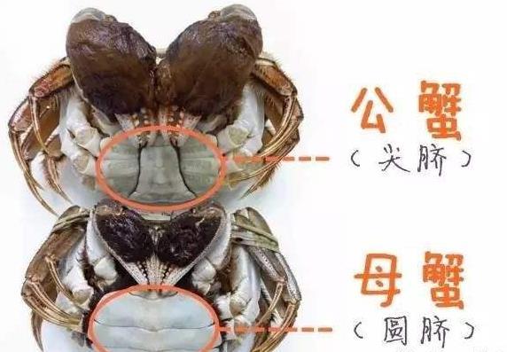 大闸蟹是公的好吃还是母的好吃？