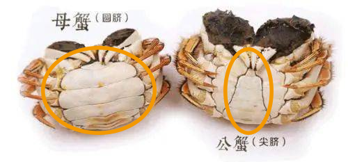 螃蟹是买公的好吃还是母的好吃？